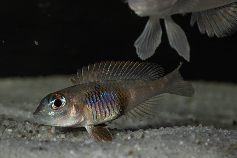 Lamprologus laparogramma 'Namansi'